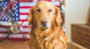 Nutritional Strategies for Dogs with Allergic Dermatitis 